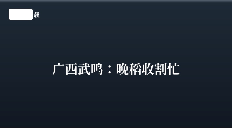 广西武鸣：晚稻收割忙