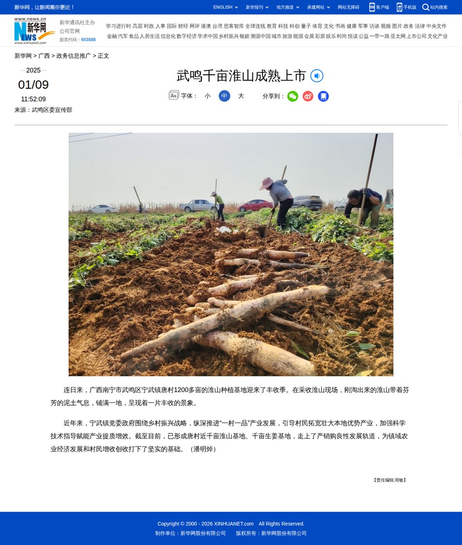 武鸣千亩淮山成熟上市
